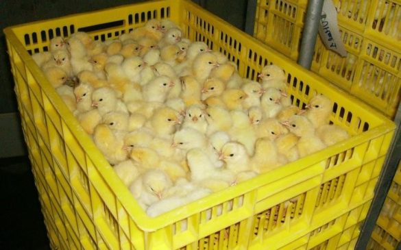 BROILER-AND-LAYER-DAY-OLD-CHICKS4
